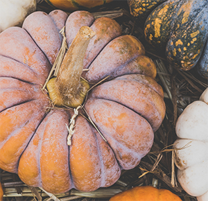 There's a huge selection of pumpkins to choose from at The Trentham Estate, Staffordshire, this Autumn